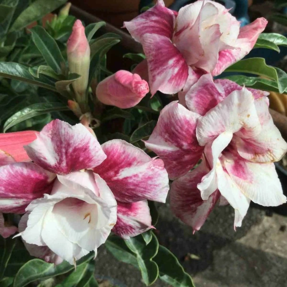 Adenium Obesum Cv.muang Prasertsri Blanc Et Rose - Taille Caudex D'environ 150g 3 Adenium Obesum Cv.muang Prasertsri Blanc Et Rose - Taille Caudex D'environ 150g