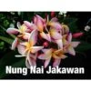 Plumeria Rubra "nung Nai Jakawan" (frangipanier) Taille Pot De 2 Litres ? 20/30 Cm - Blanc/jaune/rose -Terre et Verdure 640392574f3066.41263542