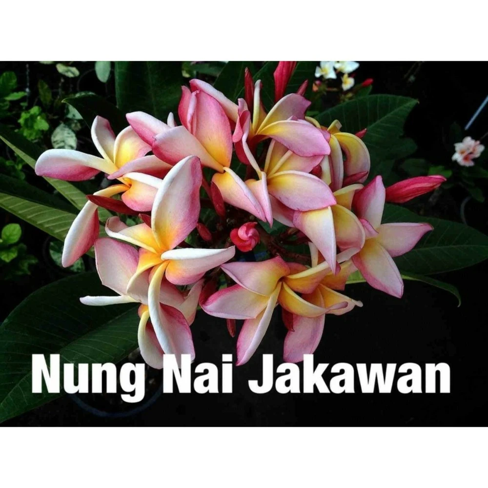Plumeria Rubra "nung Nai Jakawan" (frangipanier) Taille Pot De 2 Litres ? 20/30 Cm - Blanc/jaune/rose 3 Plumeria Rubra "nung Nai Jakawan" (frangipanier) Taille Pot De 2 Litres ? 20/30 Cm - Blanc/jaune/rose