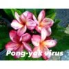 Plumeria Rubra "pong Yok Virus" (frangipanier) Taille Pot De 2 Litres ? 20/30 Cm - Blanc/jaune/rose 1 Plumeria Rubra "pong Yok Virus" (frangipanier) Taille Pot De 2 Litres ? 20/30 Cm - Blanc/jaune/rose -Terre et Verdure 6403925e188ff8.41427186