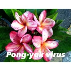 Plumeria Rubra "pong Yok Virus" (frangipanier) Taille Pot De 2 Litres ? 20/30 Cm - Blanc/jaune/rose