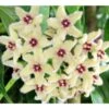 Hoya Buotii (fleur De Porcelaine, Fleur De Cire) Taille Pot De 2 Litres - 20/40 Cm - Blanc Et Rose -Terre et Verdure 6403925f97d320.93178062