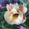 Adenium Obesum Cv.prarod Meri Jaune Rose - Taille Caudex D'environ 300g 20/25cm -Terre et Verdure 64039269a6cfb9.48850030