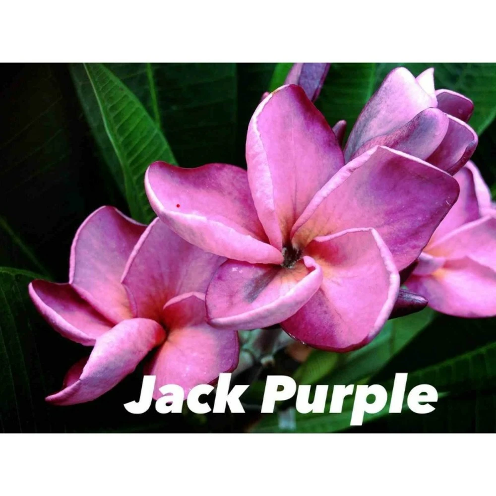 Plumeria Rubra "jack Purple" (frangipanier) Taille Pot De 2 Litres ? 20/30 Cm - Violet 3 Plumeria Rubra "jack Purple" (frangipanier) Taille Pot De 2 Litres ? 20/30 Cm - Violet
