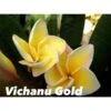 Plumeria Rubra "vichanu Gold" (frangipanier) Jaune - Taille Pot De 2 Litres ? 20/30 Cm -Terre et Verdure 64039273ae76d6.66449483