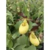 Cypripedium "otto" (orchidées Terrestres) Taille Pot De 1 Litre - 0/60 Cm -Terre et Verdure 6403941f047f91.99685848
