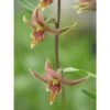 Epipactis Gigantea Taille Pot De 1 Litre - 0/60 Cm - Rouge 1 Epipactis Gigantea Taille Pot De 1 Litre - 0/60 Cm - Rouge -Terre et Verdure 640394205de6e1.81832340