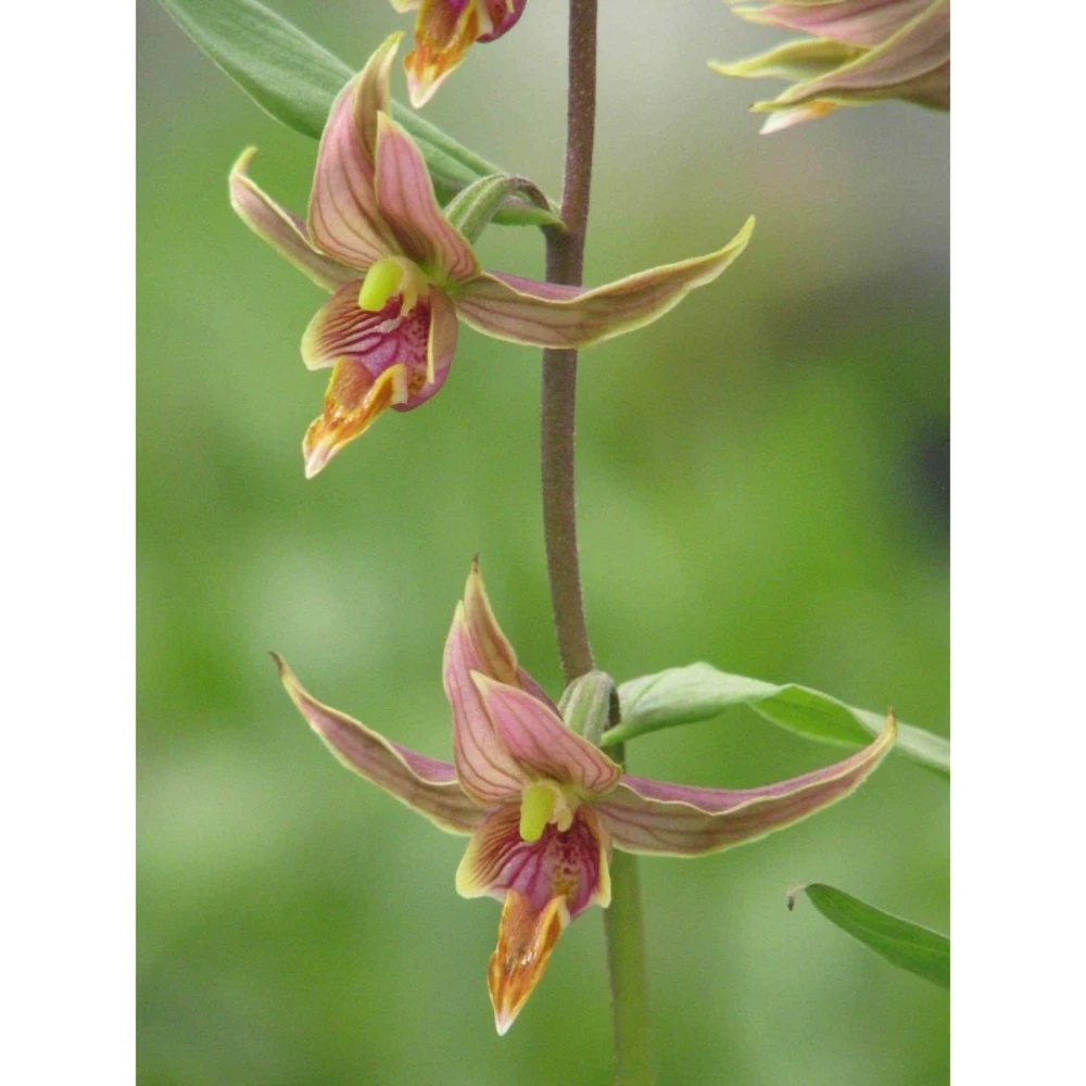Epipactis Gigantea Taille Pot De 1 Litre - 0/60 Cm - Rouge 3 Epipactis Gigantea Taille Pot De 1 Litre - 0/60 Cm - Rouge