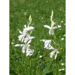 Bletilla Striata "alba" Blanc - Taille Pot De 1 Litre ? 30/40 Cm