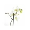 Phalaenopsis Hybride Blanche (orchidée Papillon) Taille Pot De 2 Litres - 60/80 Cm -Terre et Verdure 64039425b3e774.85714987