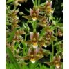 Epipactis "sabine" Taille Pot De 1 Litre - 0/60 Cm - Jaune Et Blanc -Terre et Verdure 64039426dee7e9.31839323