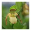Cypripedium "victoria" (orchidées Terrestres) Taille Pot De 1 Litre - 0/60 Cm 1 Cypripedium "victoria" (orchidées Terrestres) Taille Pot De 1 Litre - 0/60 Cm -Terre et Verdure 6403942804e074.75461803