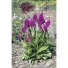 Dactylorhiza Purpurella Taille Pot De 1 Litre - 0/60 Cm -Terre et Verdure 6403942b847452.91646755