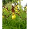 Cypripedium Parviflorum (orchidées Terrestres) Taille Pot De 1 Litre - 0/40 Cm 1 Cypripedium Parviflorum (orchidées Terrestres) Taille Pot De 1 Litre - 0/40 Cm -Terre et Verdure 6403942cca30d6.89897054