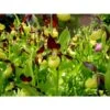 Cypripedium Calceolus (orchidées Terrestres) Taille Pot De 1 Litre - 0/80 Cm -Terre et Verdure 6403942e055160.44290406