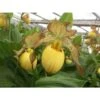Cypripedium "inge" (orchidées Terrestres) Taille Pot De 1 Litre - 0/60 Cm 2 Cypripedium "inge" (orchidées Terrestres) Taille Pot De 1 Litre - 0/60 Cm -Terre et Verdure 6403943074c409.25120196