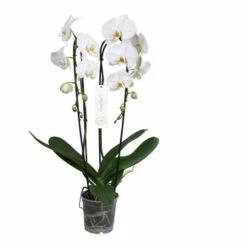 Phalaenopsis Hybride Tsarine Blanche (orchidée Papillon) Taille Pot De 2 Litres - 60/80 Cm