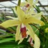 Bletilla Striata "yellow" Jaune - Taille Pot De 1 Litre ? 30/40 Cm 1 Bletilla Striata "yellow" Jaune - Taille Pot De 1 Litre ? 30/40 Cm -Terre et Verdure 640394342480a8.79469379