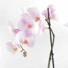 Phalaenopsis Hybride Rose Clair (orchidée Papillon) Taille Pot De 2 Litres - 60/80 Cm -Terre et Verdure 64039435534344.80677775