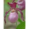 Cypripedium "philipp" (orchidées Terrestres) Taille Pot De 1 Litre - 0/60 Cm -Terre et Verdure 64039436a39646.23926122