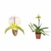 Paphiopedilum Hybride (sabot De Venus) Taille Pot De 0.5 Litre - 20/30 Cm -Terre et Verdure 64039437dc0f30.26841111