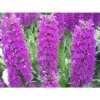 Dactylorhiza Foliorella Taille Pot De 1 Litre - 0/60 Cm