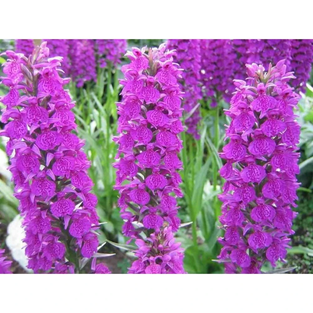Dactylorhiza Foliorella Taille Pot De 1 Litre - 0/60 Cm 3 Dactylorhiza Foliorella Taille Pot De 1 Litre - 0/60 Cm