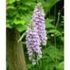 Dactylorhiza Fuchsii Taille Pot De 1 Litre - 0/80 Cm 2 Dactylorhiza Fuchsii Taille Pot De 1 Litre - 0/80 Cm -Terre et Verdure 6403943a5d48b3.57629938