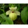 Cypripedium Flavum (orchidées Terrestres) Taille Pot De 1 Litre - 0/80 Cm 2 Cypripedium Flavum (orchidées Terrestres) Taille Pot De 1 Litre - 0/80 Cm -Terre et Verdure 6403943ba76e90.22529127