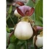 Cypripedium Kentuckiense (orchidées Terrestres) Taille Pot De 1 Litre - 0/80 Cm -Terre et Verdure 6403943ce4fdf6.68974864