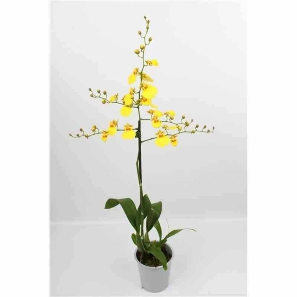 Oncidium Hybride Taille Pot De 1 Litre - 30/50 Cm 3 Oncidium Hybride Taille Pot De 1 Litre - 30/50 Cm
