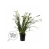 Cymbidium Hybride Blanche Taille Pot De 1 Litre ? 60/80cm
