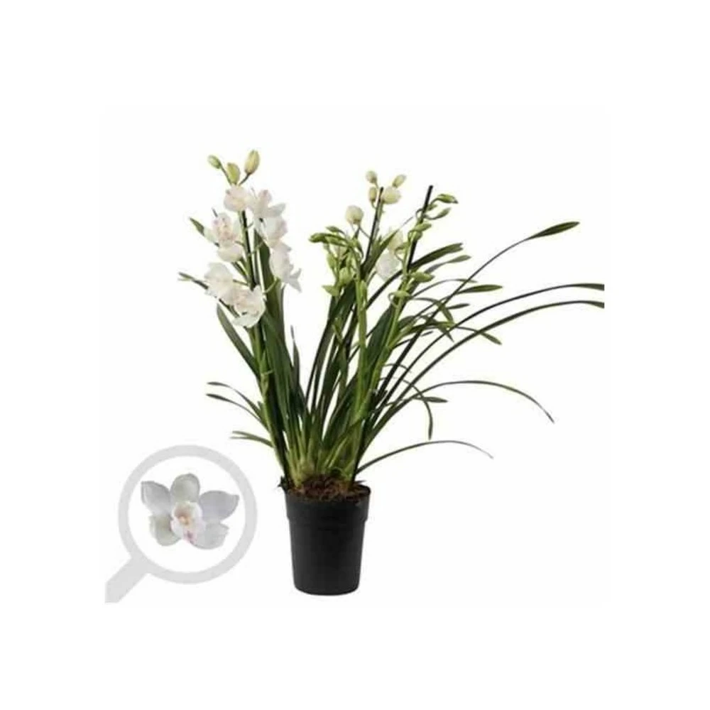 Cymbidium Hybride Blanche Taille Pot De 1 Litre ? 60/80cm 3 Cymbidium Hybride Blanche Taille Pot De 1 Litre ? 60/80cm