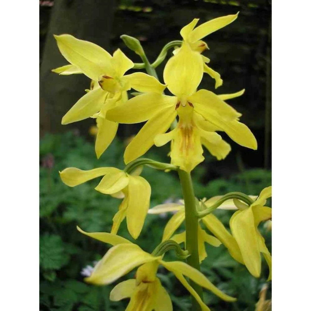 Calanthe Sieboldiana Jaune - Taille Pot De 1 Litre - 0/60 Cm 3 Calanthe Sieboldiana Jaune - Taille Pot De 1 Litre - 0/60 Cm