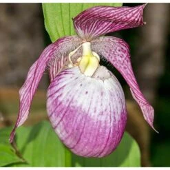 Cypripedium "sabine" (orchidées Terrestres) Taille Pot De 1 Litre - 0/60 Cm -Terre et Verdure 640394432f9b38.41064890