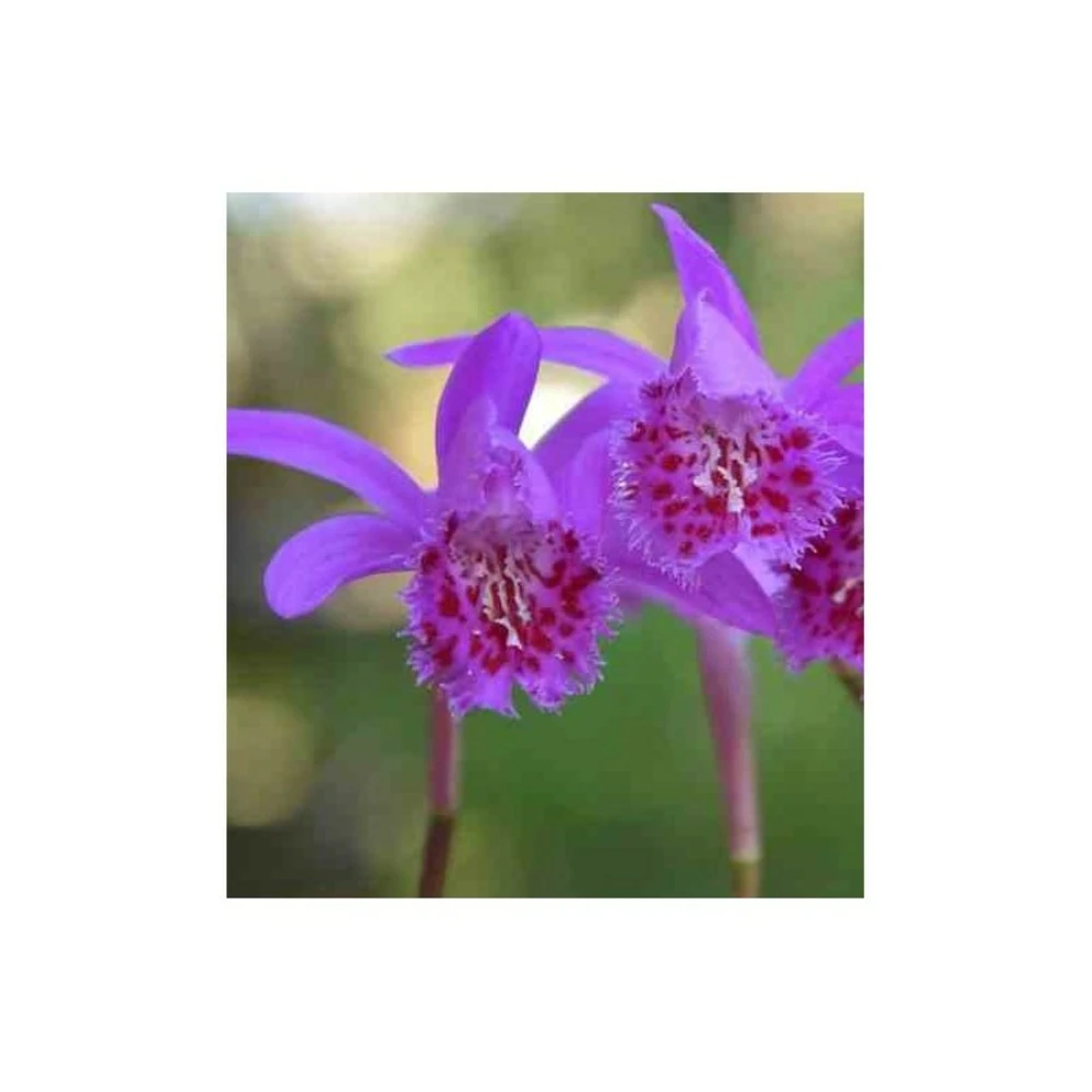 Pleione 'bulbocodiodes' Rose - Taille Pot De 1 Litre - 0/40 Cm 4 Pleione 'bulbocodiodes' Rose - Taille Pot De 1 Litre - 0/40 Cm – Image 2