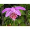 Pleione 'bulbocodiodes' Rose - Taille Pot De 1 Litre - 0/40 Cm 2 Pleione 'bulbocodiodes' Rose - Taille Pot De 1 Litre - 0/40 Cm -Terre et Verdure 64039444a9ec87.62515312