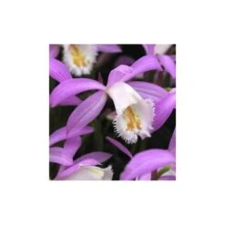 Pleione Formosana Taille Pot De 1 Litre - 0/40 Cm - Blanc Et Rose 5 Pleione Formosana Taille Pot De 1 Litre - 0/40 Cm - Blanc Et Rose -Terre et Verdure 64039445ee4651.01857385
