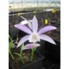 Pleione Formosana Taille Pot De 1 Litre - 0/40 Cm - Blanc Et Rose -Terre et Verdure 64039446065fa7.36265154