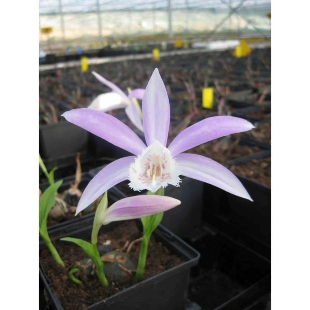 Pleione Formosana Taille Pot De 1 Litre - 0/40 Cm - Blanc Et Rose 3 Pleione Formosana Taille Pot De 1 Litre - 0/40 Cm - Blanc Et Rose
