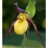 Cypripedium "emil" (orchidées Terrestres) Taille Pot De 1 Litre - 0/60 Cm -Terre et Verdure 640394478eb604.74353989