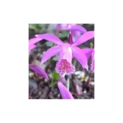 Pleione "tongariro" Taille Pot De 1 Litre - 0/40 Cm -Terre et Verdure 64039448f18b50.13444631