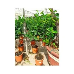 Citrus Sinensis (oranger) Blanc - Taille Pot De 4 Litres - 30/50 Cm -Terre et Verdure 640394663e45d1.54346571