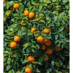 Citrus Sinensis (oranger) Blanc - Taille Pot De 4 Litres - 30/50 Cm -Terre et Verdure 64039466424322.69526951