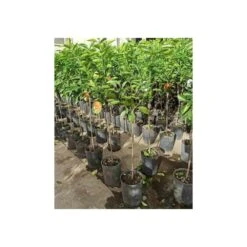 Citrus Sinensis (oranger) Blanc - Taille Pot De 4 Litres - 30/50 Cm -Terre et Verdure 64039466471553.27725496