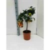 Citrus Sinensis (oranger) Blanc - Taille Pot De 4 Litres - 30/50 Cm -Terre et Verdure 640394664b5fd9.15680431