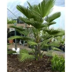 Trachycarpus Wagnerianus (palmier De Chusan, Palmier Moulin à Vent) Tronc De 90/100cm- Total 170/200cm -Terre et Verdure 640394701f3490.08642472