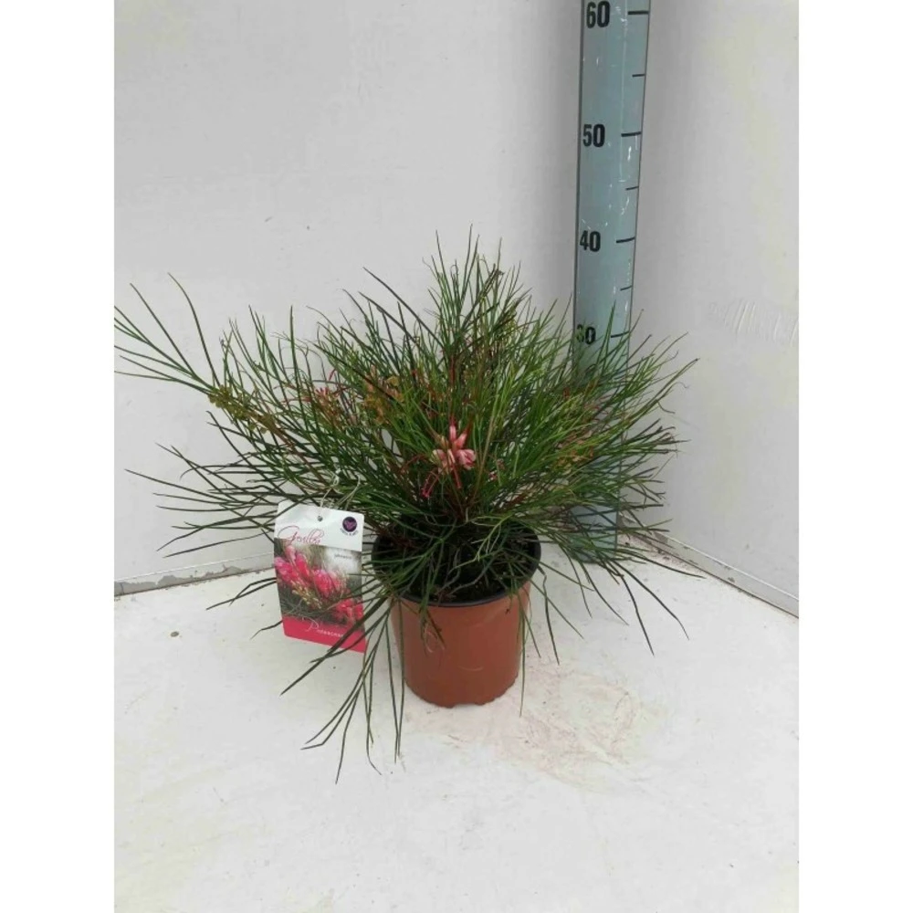Grevillea Johnsonii (grevillea De Johnson Ou Fleur D'araignée De Johnson,) Pot De 4 Litres 50/60 Cm 3 Grevillea Johnsonii (grevillea De Johnson Ou Fleur D'araignée De Johnson,) Pot De 4 Litres 50/60 Cm