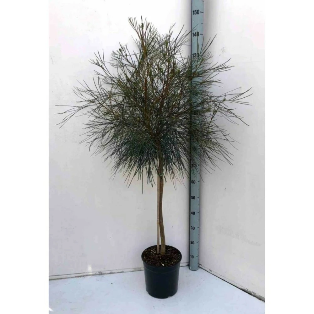 Grevillea Johnsonii (grevillea De Johnson Ou Fleur D'araignée De Johnson,) Taille Pot De 2 Litres 30/40 Cm 5 Grevillea Johnsonii (grevillea De Johnson Ou Fleur D'araignée De Johnson,) Taille Pot De 2 Litres 30/40 Cm – Image 3