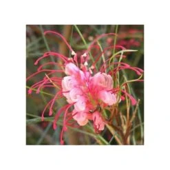 Grevillea Johnsonii (grevillea De Johnson Ou Fleur D'araignée De Johnson,) Taille Pot De 2 Litres 30/40 Cm 9 Grevillea Johnsonii (grevillea De Johnson Ou Fleur D'araignée De Johnson,) Taille Pot De 2 Litres 30/40 Cm -Terre et Verdure 6403955172f749.85396273